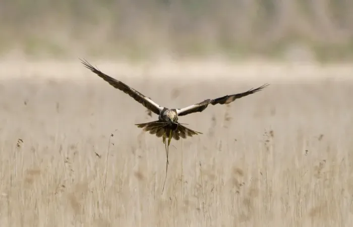 Framed Print : Western Marsh Harrier (Circus aeruginosus) adult female, in flight over reedbed, carrying nesting material in beak, Cley, Norfolk, England, april Framed Print : Western Marsh Harrier (Circus aeruginosus) adult female, in flight over reedbed, carrying nesting material in beak, Cley, Norfolk, England, april