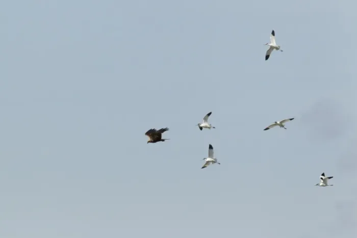 Framed Print : Western Marsh Harrier (Circus aeruginosus) adult female, in flight, mobbed by Eurasian Avocets (Recurvirostra avocetta), Minsmere RSPB Reserve, Suffolk, England, june Framed Print : Western Marsh Harrier (Circus aeruginosus) adult female, in flight, mobbed by Eurasian Avocets (Recurvirostra avocetta), Minsmere RSPB Reserve, Suffolk, England, june