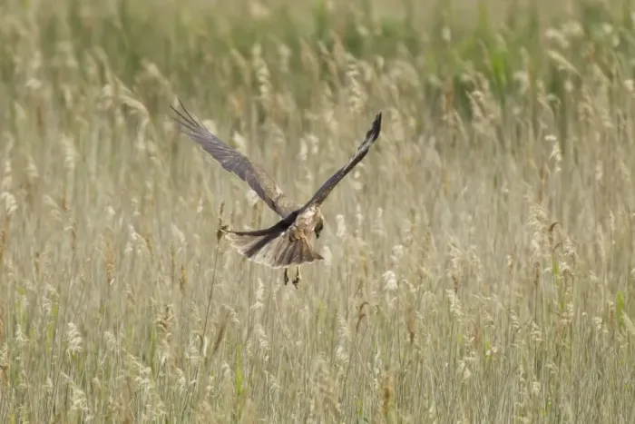 Framed Print : Western Marsh Harrier (Circus aeruginosus) adult female, in flight, hunting over marsh, Minsmere RSPB Reserve, Suffolk, England, june Framed Print : Western Marsh Harrier (Circus aeruginosus) adult female, in flight, hunting over marsh, Minsmere RSPB Reserve, Suffolk, England, june