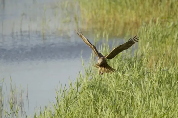 Framed Print : Western Marsh Harrier (Circus aeruginosus) adult female, in flight, hunting over marsh, Minsmere RSPB Reserve, Suffolk, England, june