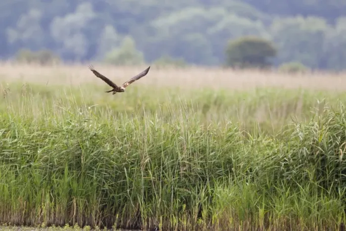 Framed Print : Western Marsh Harrier (Circus aeruginosus) adult female, in flight over reedbed habitat, Minsmere RSPB Reserve, Suffolk, England, july Framed Print : Western Marsh Harrier (Circus aeruginosus) adult female, in flight over reedbed habitat, Minsmere RSPB Reserve, Suffolk, England, july