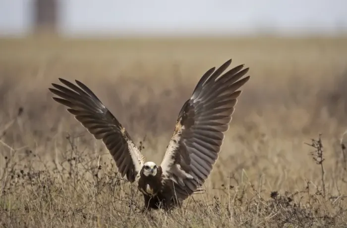 Framed Print : Western Marsh Harrier (Circus aeruginosus) adult female, landing on ground with wings spread, Northern Spain, November