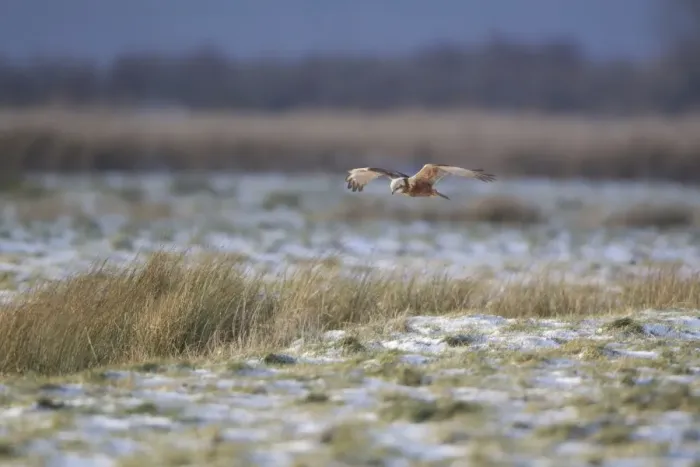 Framed Print : Western Marsh Harrier (Circus aeruginosus) adult female, in flight, hunting over snow covered grazing marsh habitat Framed Print : Western Marsh Harrier (Circus aeruginosus) adult female, in flight, hunting over snow covered grazing marsh habitat