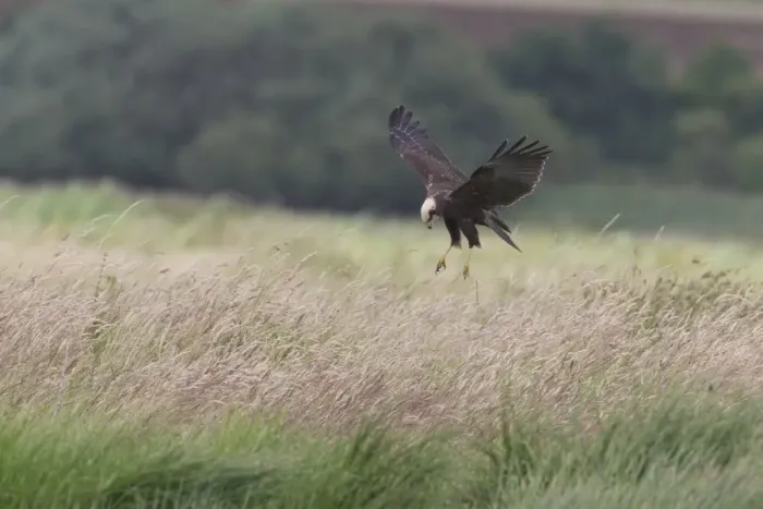 Framed Print : Western Marsh Harrier (Circus aeruginosus) adult female, in flight, hovering over grassland, Suffolk, England, July Framed Print : Western Marsh Harrier (Circus aeruginosus) adult female, in flight, hovering over grassland, Suffolk, England, July