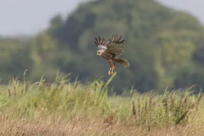 Framed Print : Western Marsh Harrier (Circus aeruginosus) adult male, in flight, hovering above tall grass, Suffolk, England, July Framed Print : Western Marsh Harrier (Circus aeruginosus) adult male, in flight, hovering above tall grass, Suffolk, England, July
