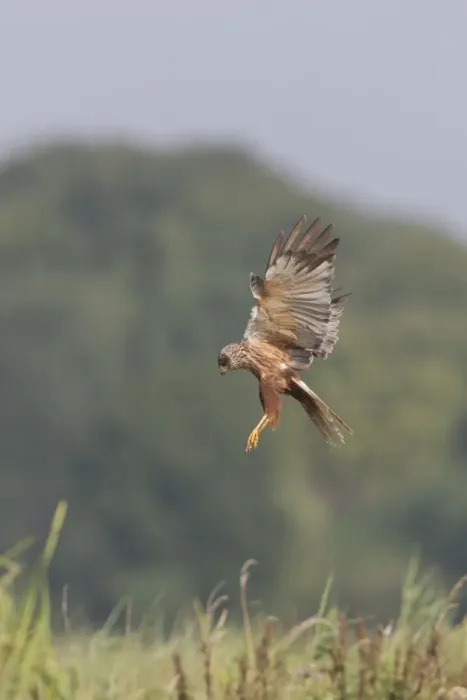 Framed Print : Western Marsh Harrier (Circus aeruginosus) adult male, in flight, hovering above tall grass, Suffolk, England, July Framed Print : Western Marsh Harrier (Circus aeruginosus) adult male, in flight, hovering above tall grass, Suffolk, England, July