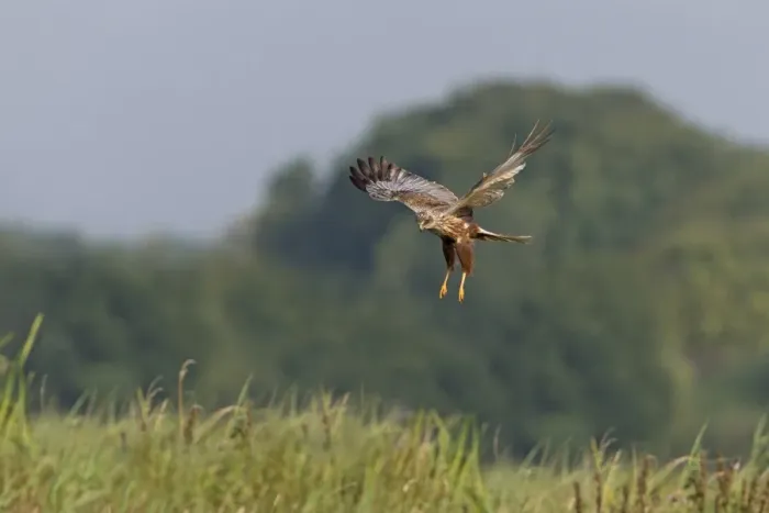 Framed Print : Western Marsh Harrier (Circus aeruginosus) adult male, in flight, hovering above tall grass, Suffolk, England, July Framed Print : Western Marsh Harrier (Circus aeruginosus) adult male, in flight, hovering above tall grass, Suffolk, England, July