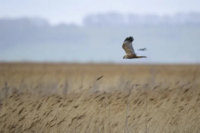 Framed Print : Western Marsh Harrier (Circus aeruginosus) adult male, in flight over reedbed, Blacktoft Sands RSPB Reserve Framed Print : Western Marsh Harrier (Circus aeruginosus) adult male, in flight over reedbed, Blacktoft Sands RSPB Reserve