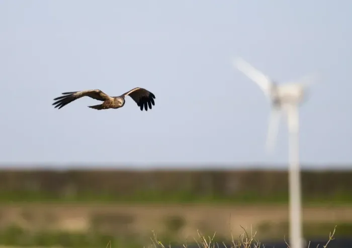 Framed Print : Western Marsh Harrier (Circus aeruginosus) adult male, in flight, with wind turbine in background, Norfolk, England, april Framed Print : Western Marsh Harrier (Circus aeruginosus) adult male, in flight, with wind turbine in background, Norfolk, England, april