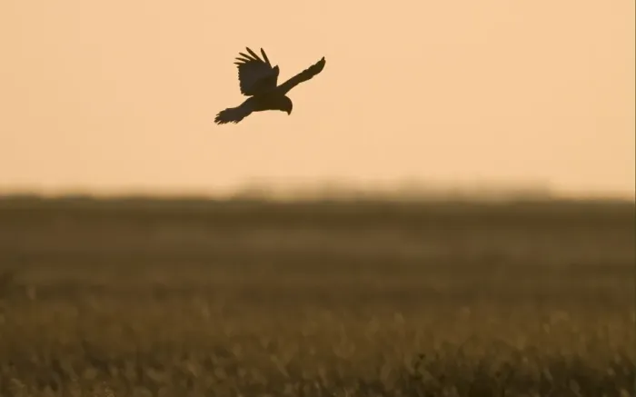 Framed Print : Western Marsh Harrier (Circus aeruginosus) adult male, in flight, dropping down into nest in reedbed, silhouetted at sunset, Cley, Norfolk, England, april Framed Print : Western Marsh Harrier (Circus aeruginosus) adult male, in flight, dropping down into nest in reedbed, silhouetted at sunset, Cley, Norfolk, England, april