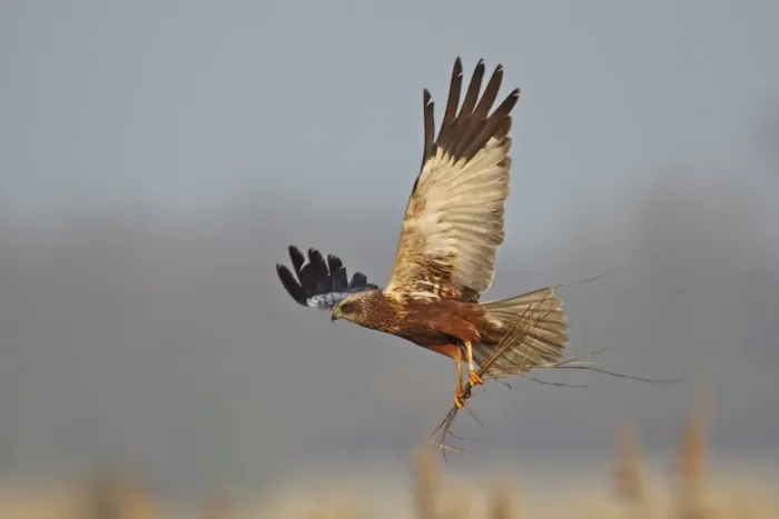 Framed Print : Western Marsh Harrier (Circus aeruginosus) adult male, in flight, carrying nesting material in talons, Texel