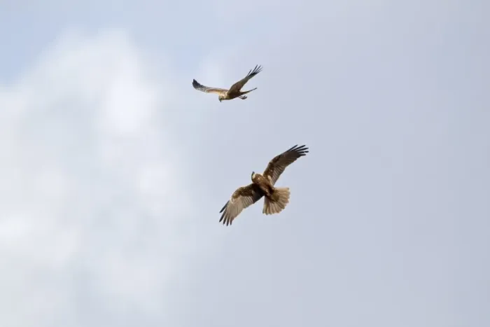 Framed Print : Western Marsh Harrier (Circus aeruginosus) adult pair, displaying in flight, Minsmere RSPB Reserve, Suffolk, England, april