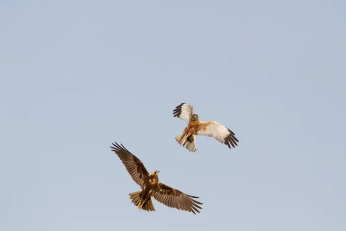 Framed Print : Western Marsh Harrier (Circus aeruginosus) adult pair, in flight, sparring in courtship display, Norfolk, England, january Framed Print : Western Marsh Harrier (Circus aeruginosus) adult pair, in flight, sparring in courtship display, Norfolk, England, january