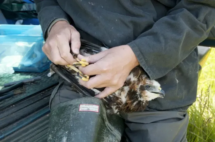 Framed Print : Western Marsh Harrier (Circus aeruginosus) chick, being held by conservation worker during ringing, North Kent Marshes, Isle of Sheppey, Kent, England, june