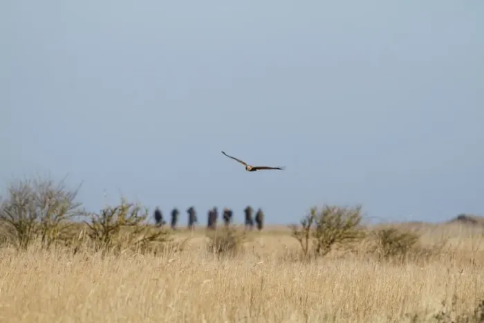 Framed Print : Western Marsh Harrier (Circus aeruginosus) in flight, over reedbed in coastal marshland habitat