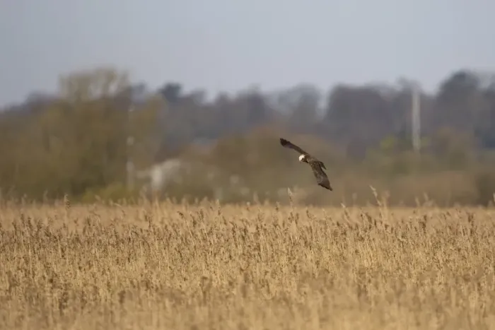 Framed Print : Western Marsh Harrier (Circus aeruginosus) immature, in flight over reedbed habitat, Strumpshaw Fen RSPB Reserve, River Yare, The Broads, Norfolk, England, march Framed Print : Western Marsh Harrier (Circus aeruginosus) immature, in flight over reedbed habitat, Strumpshaw Fen RSPB Reserve, River Yare, The Broads, Norfolk, England, march