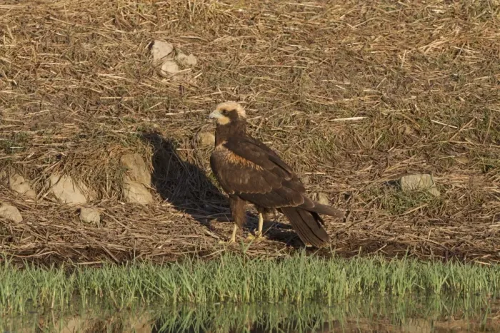 Framed Print : Western Marsh Harrier (Circus aeruginosus) juvenile, standing at edge of pool, Extremadura, Spain, september Framed Print : Western Marsh Harrier (Circus aeruginosus) juvenile, standing at edge of pool, Extremadura, Spain, september