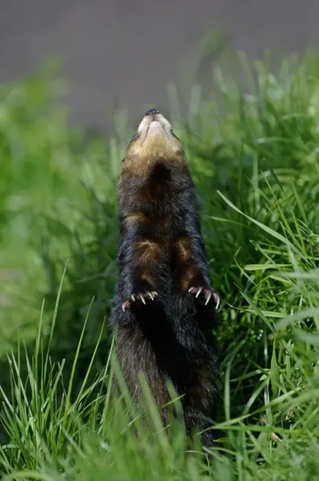 Framed Print : Western Polecat (Mustela putorius) adult, standing on hind legs, looking up at bird overhead (captive) Framed Print : Western Polecat (Mustela putorius) adult, standing on hind legs, looking up at bird overhead (captive)