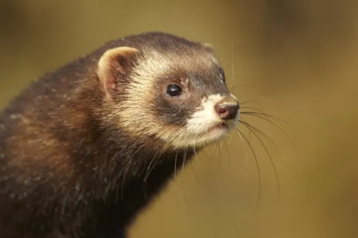 Framed Print : Western Polecat (Mustela putorius) adult, close-up of head, in evening sunlight (captive) Framed Print : Western Polecat (Mustela putorius) adult, close-up of head, in evening sunlight (captive)