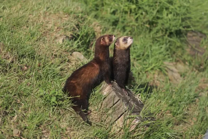 Framed Print : Western Polecat (Mustela putorius) adult pair, standing on stump, Surrey, England, July (captive) Framed Print : Western Polecat (Mustela putorius) adult pair, standing on stump, Surrey, England, July (captive)