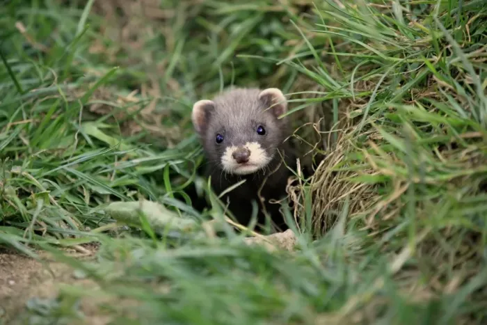 Framed Print : Western Polecat (Mustela putorius) baby, emerging from burrow, Surrey, England, July (captive)