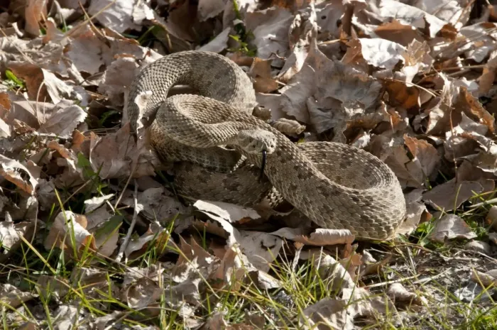 Framed Print : Western Prairie Rattlesnake (Crotalus viridis) adult, coiled on leaf litter, Dinosaur Provincial Park, Alberta, Canada, october Framed Print : Western Prairie Rattlesnake (Crotalus viridis) adult, coiled on leaf litter, Dinosaur Provincial Park, Alberta, Canada, october
