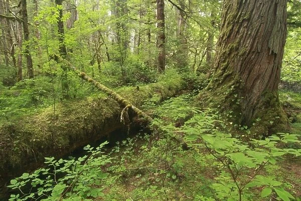 Western Red Cedar (Thuja plicata) trunk and logs in temperate coastal rainforest habitat, Coast Mountains