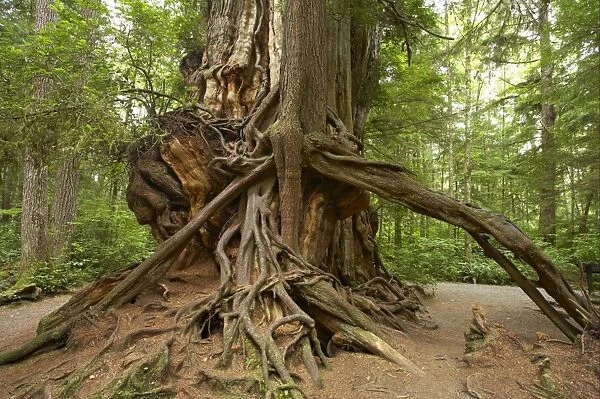 Western Red Cedar (Thuja plicata) Big Cedar, trunk, Olympic N. P. Washington State, U. S. A
