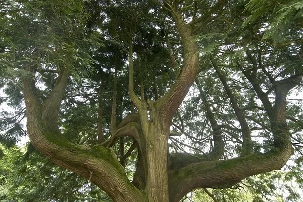 A western red cedar tree, Thuja plicata, grown to produce several upright main trunks, an attractive and majestic tree