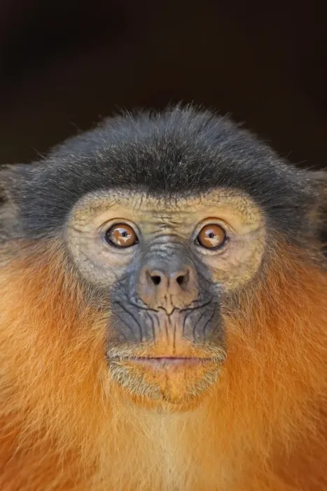 Framed Print : Western Red Colobus (Procolobus badius) adult, close-up of head, Gambia, january