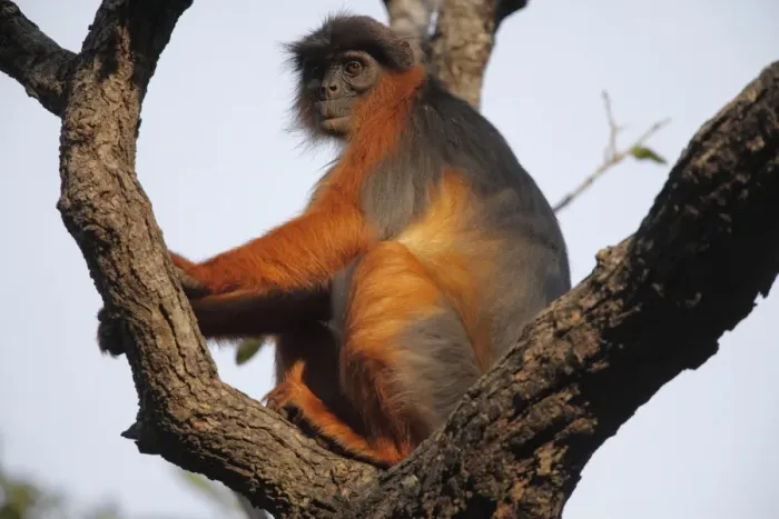 Framed Print : Western Red Colobus (Procolobus badius) adult, sitting on branches in tree, Gambia, january Framed Print : Western Red Colobus (Procolobus badius) adult, sitting on branches in tree, Gambia, january