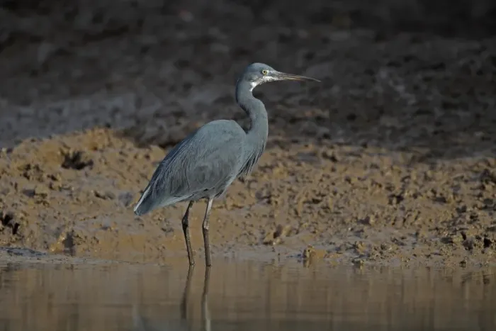 Framed Print : Western Reef Heron (Egretta gularis) adult, standing in water, Gambia, january Framed Print : Western Reef Heron (Egretta gularis) adult, standing in water, Gambia, january