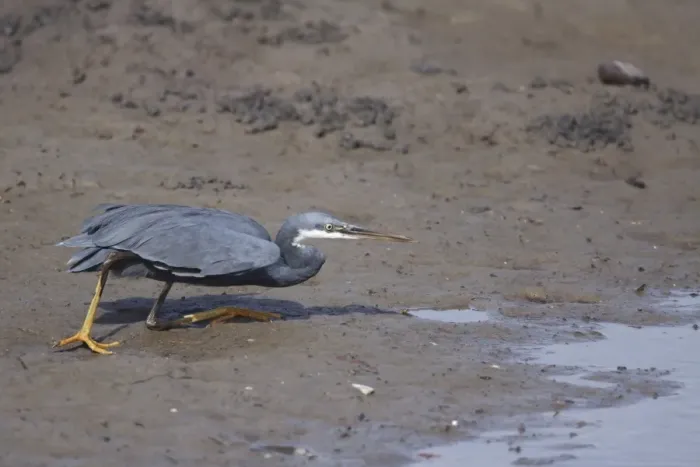Framed Print : Western Reef Heron (Egretta gularis) dark morph, adult, hunting on mud at edge of water in mangrove swamp, Gambia Framed Print : Western Reef Heron (Egretta gularis) dark morph, adult, hunting on mud at edge of water in mangrove swamp, Gambia