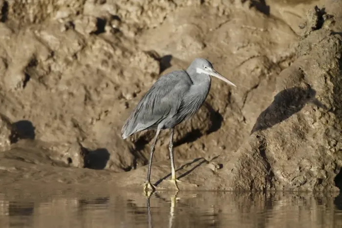 Framed Print : Western Reef Heron (Egretta gularis) dark morph, adult, standing on muddy shore, Gambia, january Framed Print : Western Reef Heron (Egretta gularis) dark morph, adult, standing on muddy shore, Gambia, january