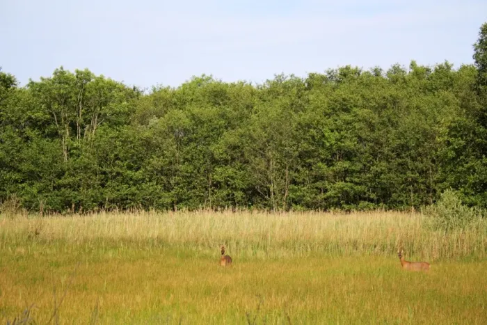 Framed Print : Western Roe Deer (Capreolus capreolus) two adults, standing in mixed sedge fen habitat at edge of reedbed and wet woodland, Old Fen, Thelnetham Fen, Little Ouse Valley, Suffolk, England, june Framed Print : Western Roe Deer (Capreolus capreolus) two adults, standing in mixed sedge fen habitat at edge of reedbed and wet woodland, Old Fen, Thelnetham Fen, Little Ouse Valley, Suffolk, England, june