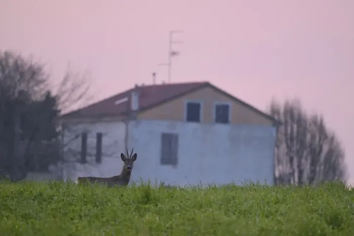 Framed Print : Western Roe Deer (Capreolus capreolus) buck, standing in field at sunrise, with building in background, Italy, March Framed Print : Western Roe Deer (Capreolus capreolus) buck, standing in field at sunrise, with building in background, Italy, March