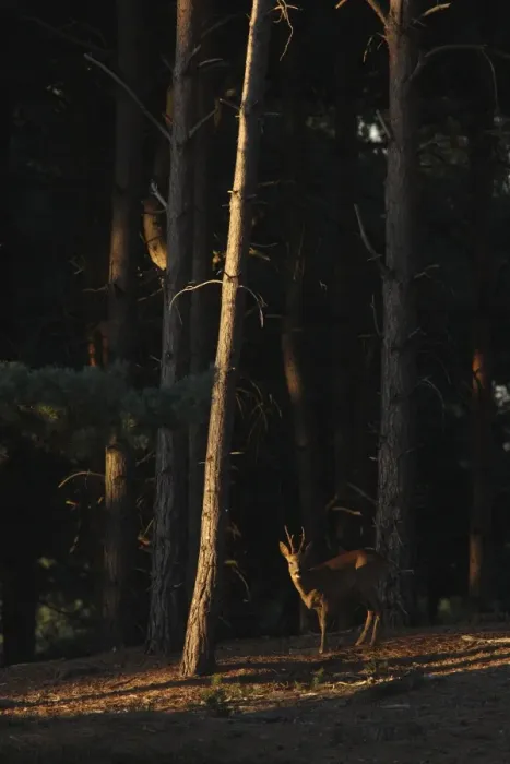 Framed Print : Western Roe Deer (Capreolus capreolus) buck, standing in conifer forest, in evening sunshine, Surrey, England, october Framed Print : Western Roe Deer (Capreolus capreolus) buck, standing in conifer forest, in evening sunshine, Surrey, England, october