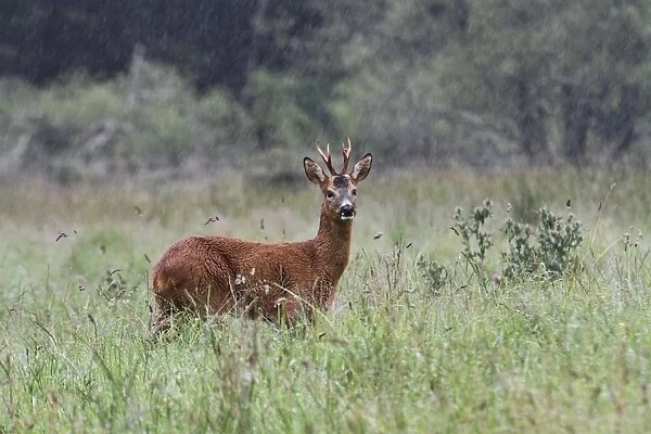 Western Roe Deer (Capreolus capreolus) buck, standing in meadow during rainfall, Speyside, Highlands, Scotland, august