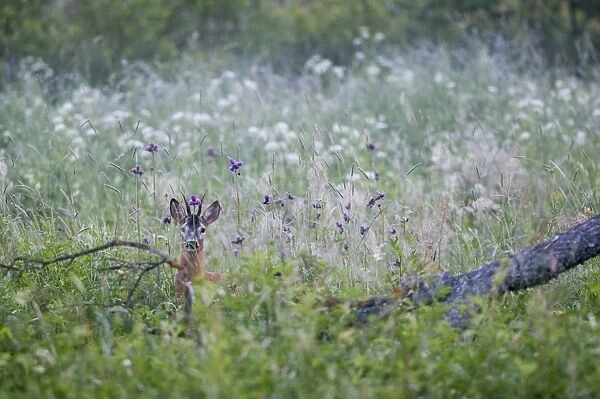 Western Roe Deer (Capreolus capreolus) buck, standing amongst vegetation in meadow at dawn, Bieszczady N. P