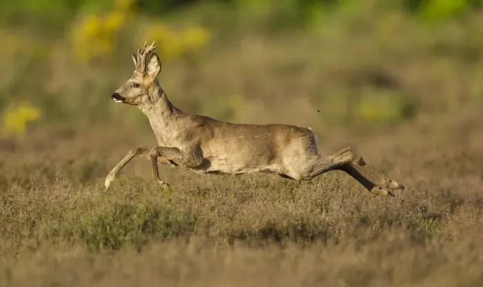 Framed Print : Western Roe Deer (Capreolus capreolus) buck, running through heather on heathland at edge of wood, Netherlands, May Framed Print : Western Roe Deer (Capreolus capreolus) buck, running through heather on heathland at edge of wood, Netherlands, May