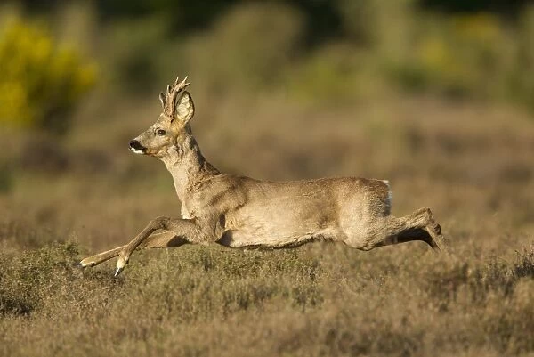 Western Roe Deer (Capreolus capreolus) buck, running through heather on heathland at edge of wood, Netherlands, May