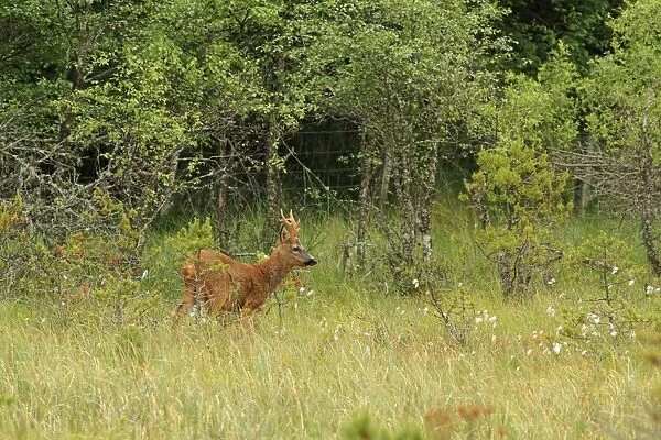 Western Roe Deer (Capreolus capreolus) buck, standing in forest bog near deer fence, Abernethy Forest, Strathspey