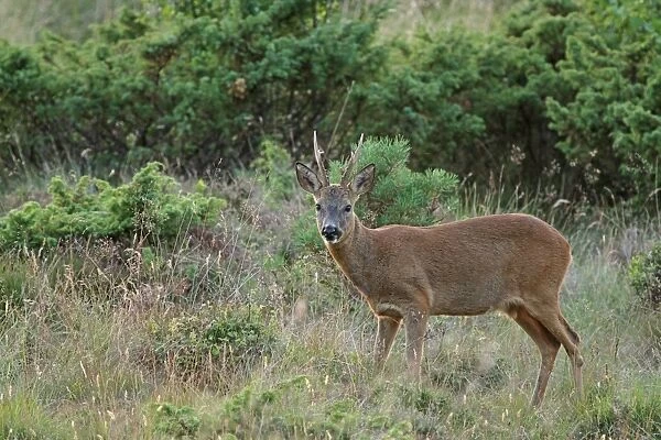 Western Roe Deer (Capreolus capreolus) buck, standing in forest clearing, Abernethy Forest, Strathspey, Cairngorms N. P