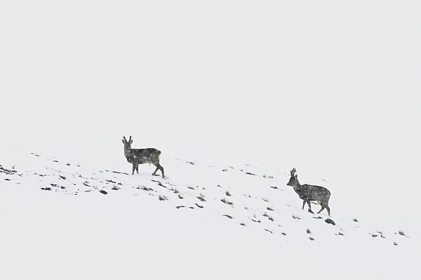 Western Roe Deer (Capreolus capreolus) two bucks, with antlers in velvet, standing on snow covered mountainside during