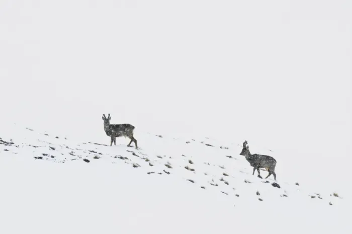Framed Print : Western Roe Deer (Capreolus capreolus) two bucks, with antlers in velvet, standing on snow covered mountainside during