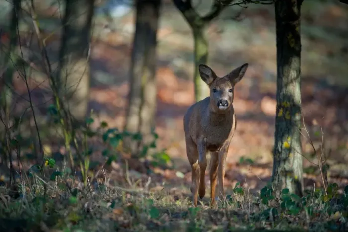 Framed Print : Western Roe Deer (Capreolus capreolus) doe, walking in oak woodland, Norfolk, England, november Framed Print : Western Roe Deer (Capreolus capreolus) doe, walking in oak woodland, Norfolk, England, november