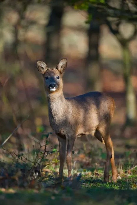 Framed Print : Western Roe Deer (Capreolus capreolus) doe, standing in oak woodland, Norfolk, England, november Framed Print : Western Roe Deer (Capreolus capreolus) doe, standing in oak woodland, Norfolk, England, november