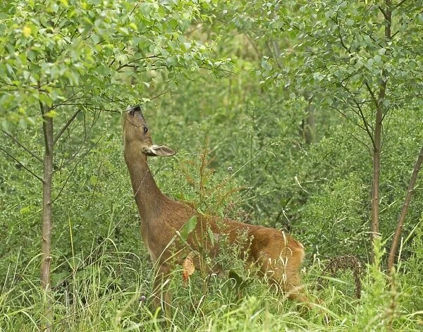 Western Roe Deer (Capreolus capreolus) doe, feeding, browsing on tree leaves at woodland edge, Kent, England