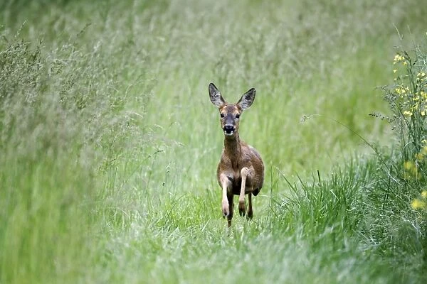 Western Roe Deer (Capreolus capreolus) doe, running in long grass, Warwickshire, England, june