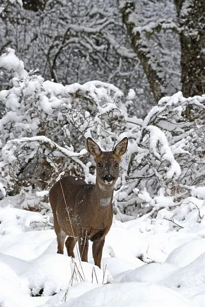 Western Roe Deer (Capreolus capreolus) doe, standing on snow in forest, Abernethy Forest, Strathspey, Cairngorms N. P